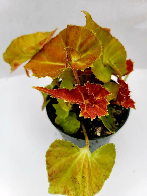 Rhizomatous Begonia 'martha Stewart' - Etsy