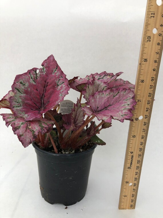 Rex Begonia 'ideal Silvery Rose' - Etsy.de