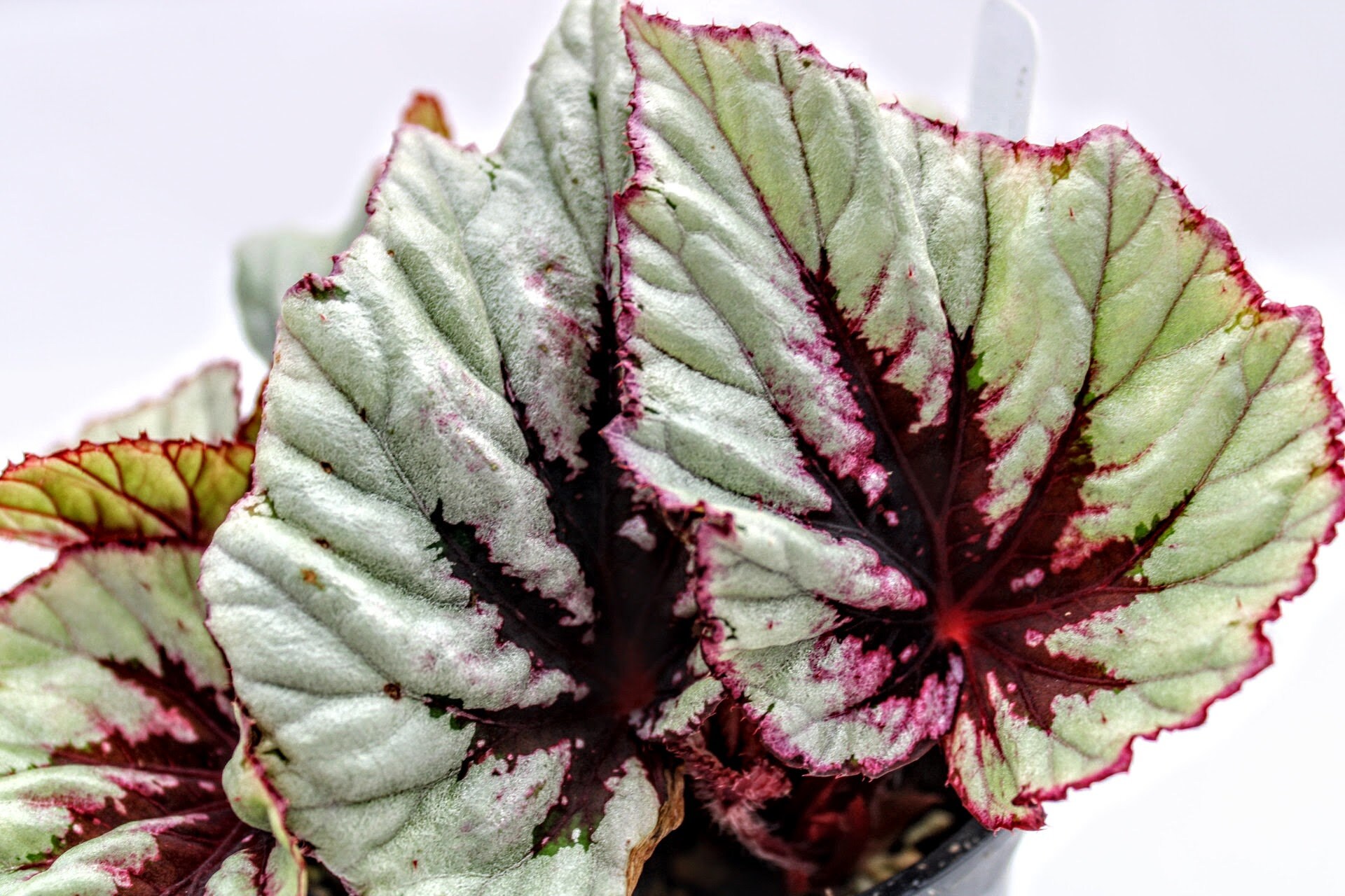 Rex Begonia Shadow King 'cherry Mint' - Etsy