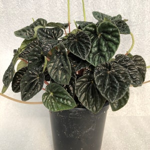 Peperomia 'Dark Ripple' image 4