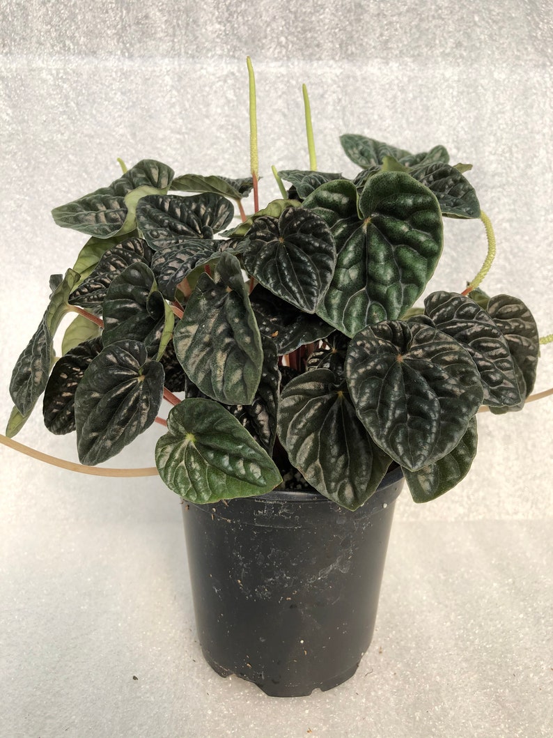 Peperomia 'Dark Ripple' image 4