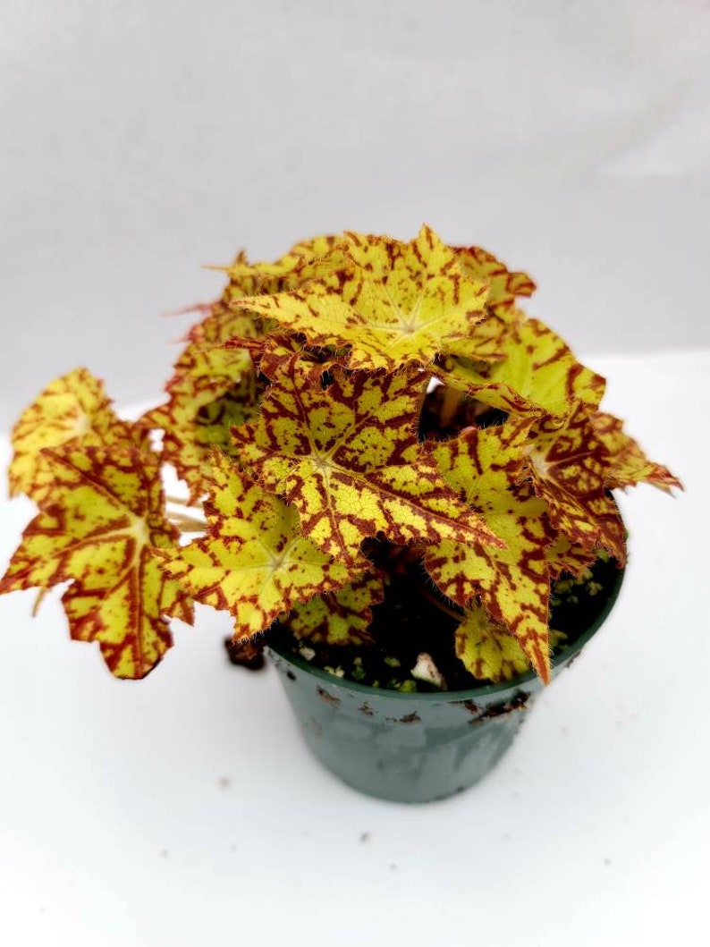 BearFootFarmsLLC Rhizomatous Begonia Starburst - Thumbnail 5