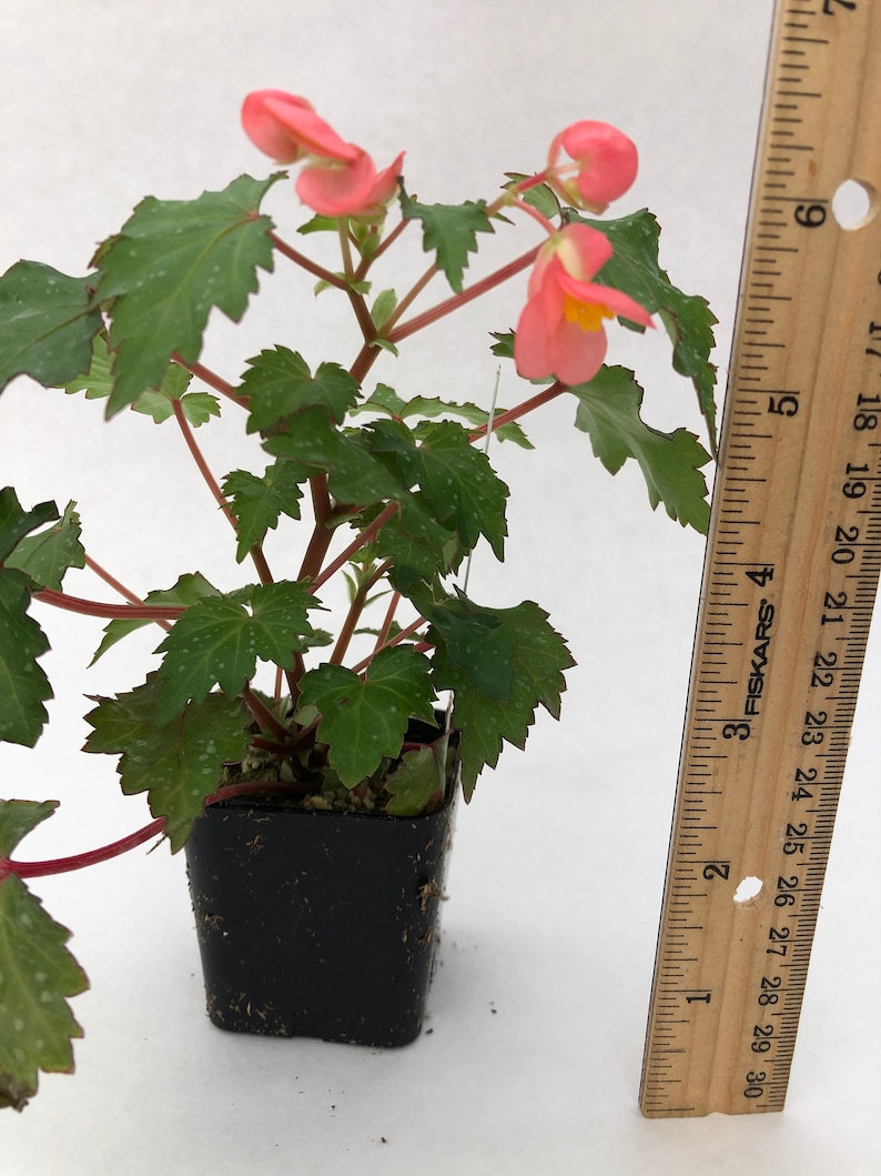 Begonia 'Max Welton' image 3