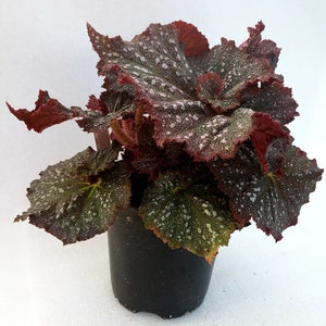 Rex Begonia 'Festive Starry Night' image 5