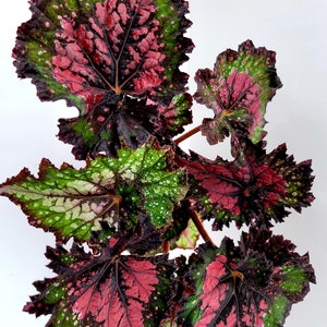 Jurassic™ Rex Begonia 'Watermelon' image 3