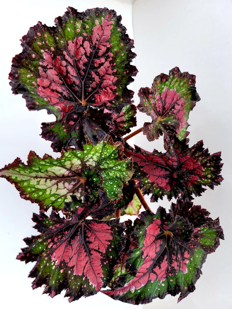 Jurassic™ Rex Begonia 'Watermelon' image 3