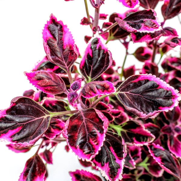 Coleus 'Trailing Plum'