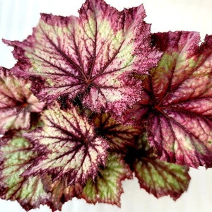 Rex Begonia 'Lilac Glitter' - BFF Exclusive