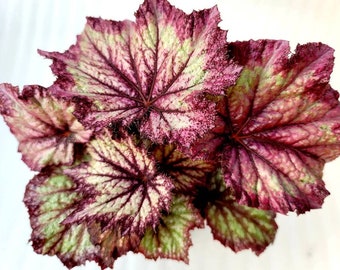 Rex Begonia 'Lilac Glitter' - BFF Exclusive