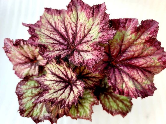 Rex Begonia 'lilac Glitter' BFF Exclusive - Etsy