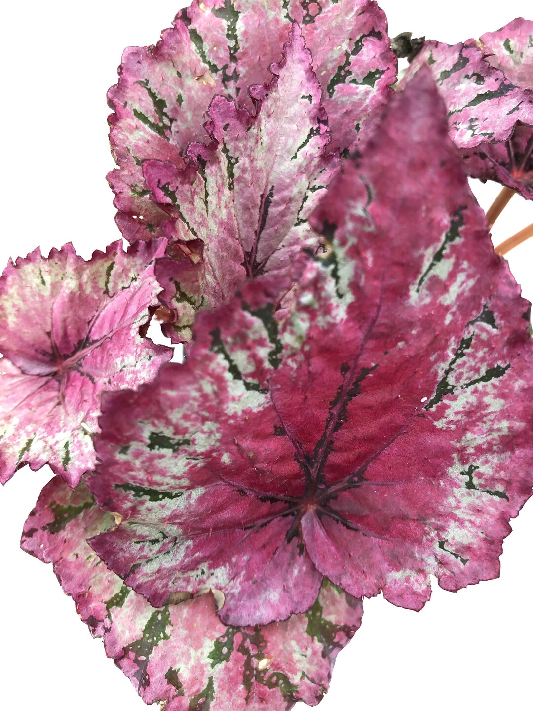 Jurassic™ Rex Begonia 'rose Splash' (formerly 'ideal Silvery Rose') - Etsy