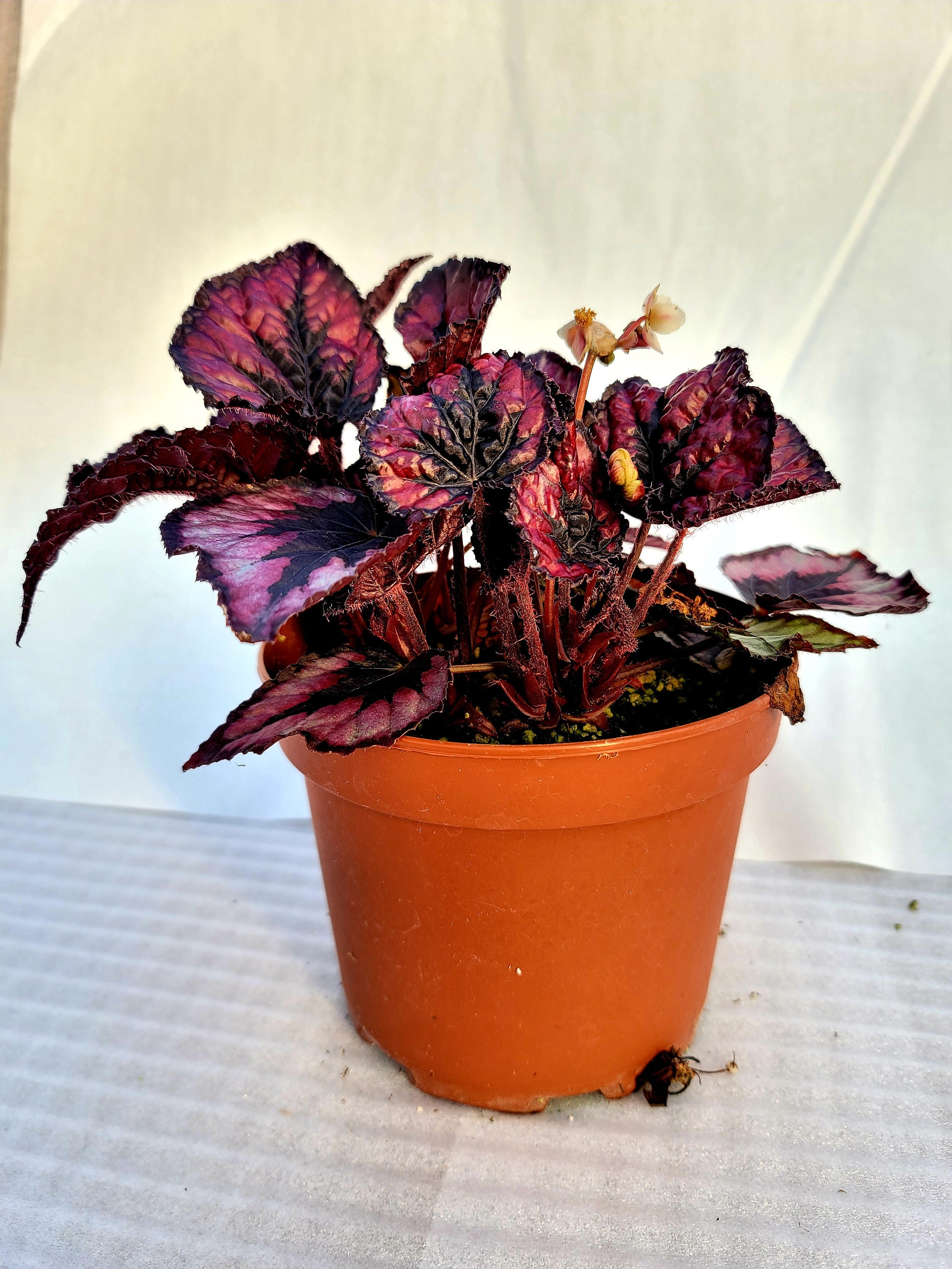 Jurassic™ Dino Rex Begonia ‘black Tie’ - Etsy