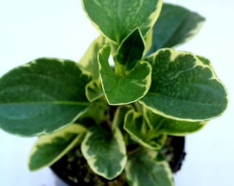 Variegated Baby Rubber Tree (Peperomia Obtusifolia Variegata)