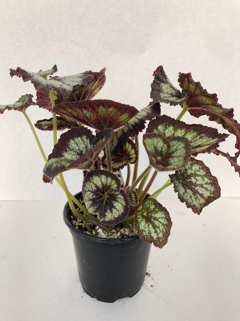 Jurassic™ Rex Begonia 'Silver Swirl' image 4