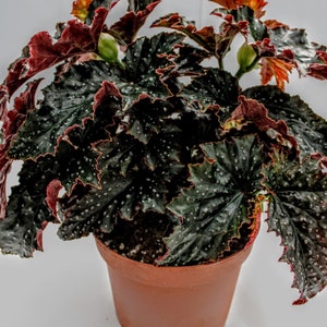 Angelwing Begonia 'Fannie Moser' 6"