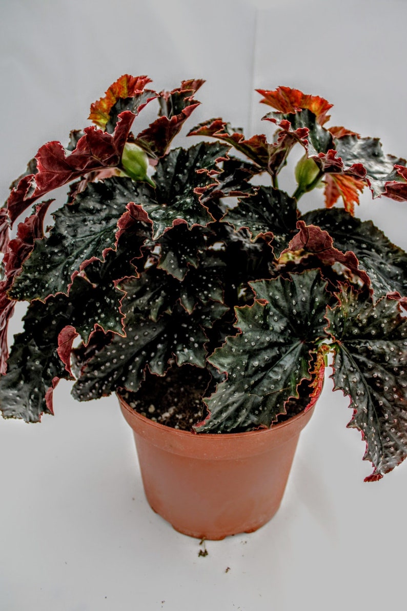 Angelwing Begonia 'Fannie Moser' 6"