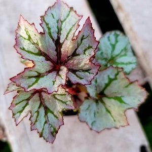 Begonia 'Benitochiba'