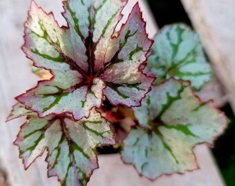 Begonia 'Benitochiba'