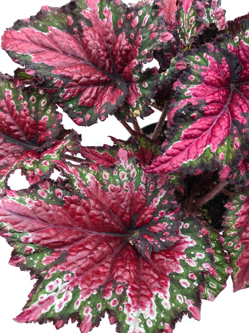 Rex Begonia 'Festive Red & Green' image 3