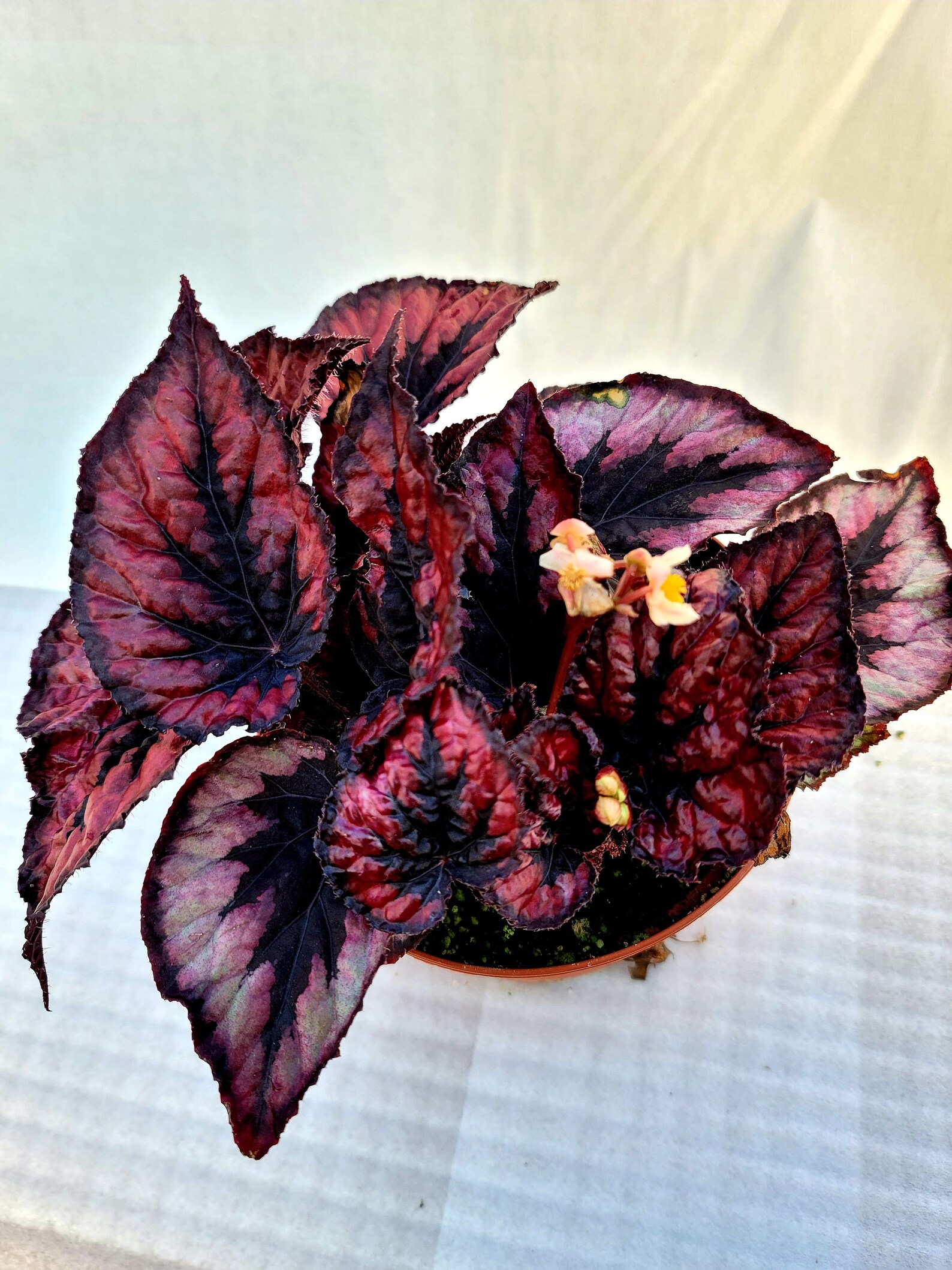 Jurassic™ Dino Rex Begonia ‘black Tie’ - Etsy