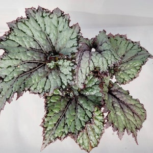 Rex Begonia 'Royal Silver Twirl'