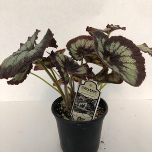 Jurassic™ Rex Begonia 'Silver Swirl' image 7