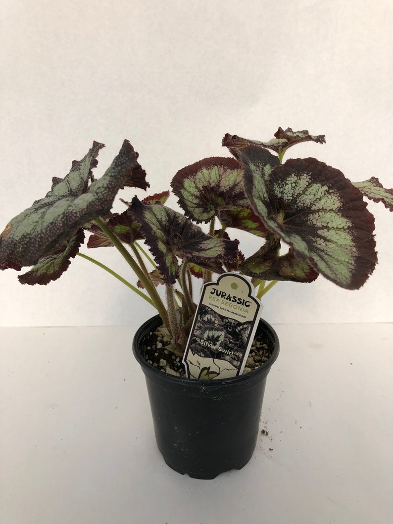 Jurassic™ Rex Begonia 'Silver Swirl' image 7