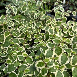 Creeping Variegated Fig