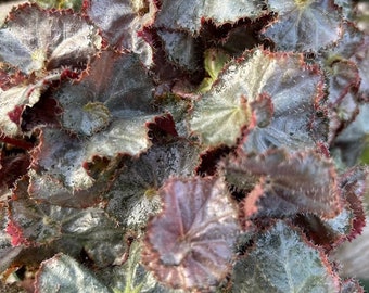 May include: A dense cluster of begonia leaves featuring a metallic silver-grey center and deep burgundy margins. The foliage has a textured, ruffled appearance with fine, hair-like cilia along the edges, creating a complex, layered botanical display.