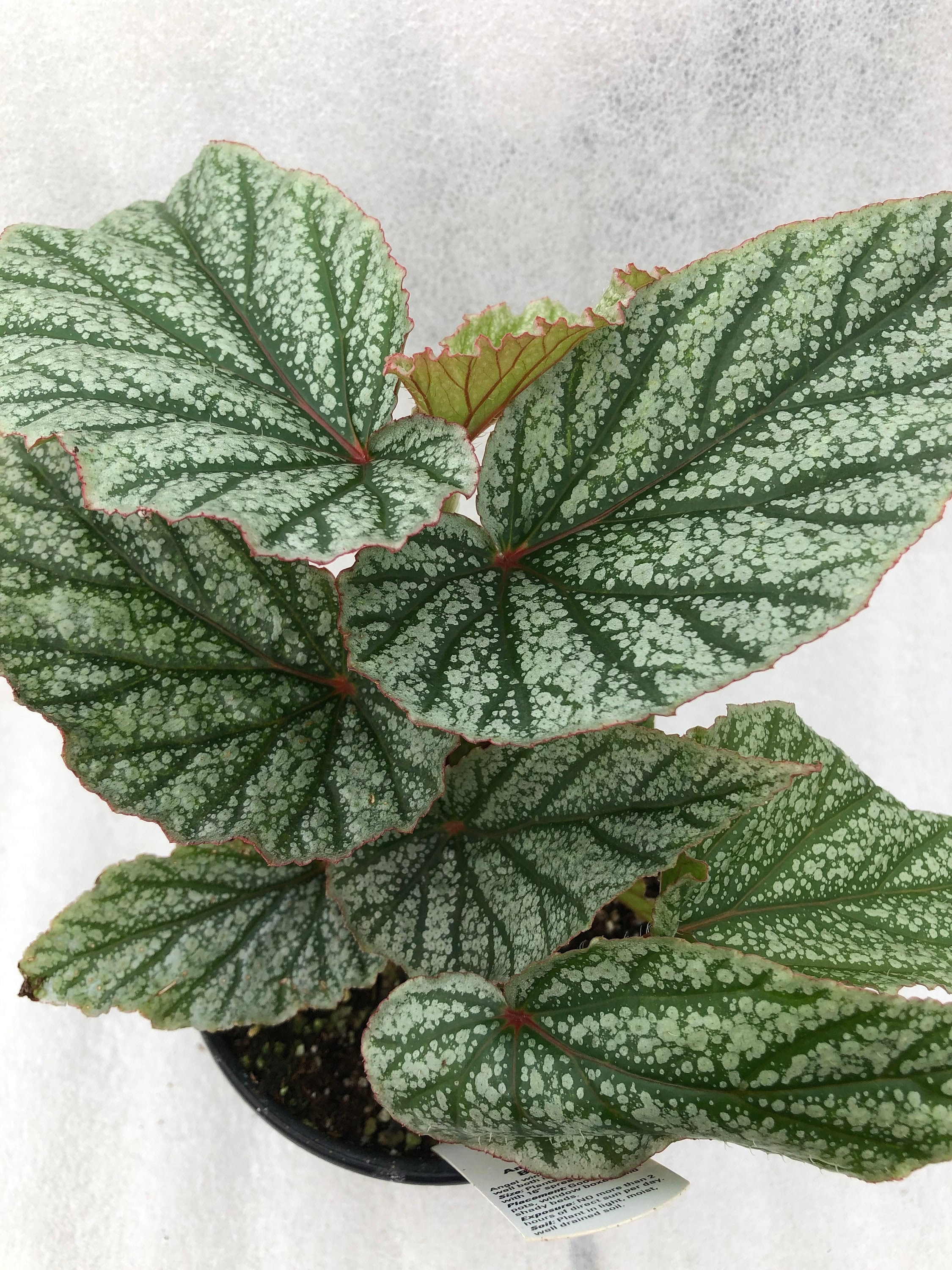 Angelwing Begonia Frosty Etsy