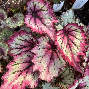 Rex Begonia 'Royal Merlot' image 1