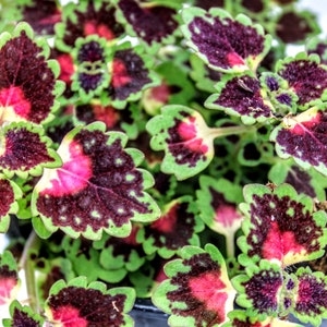 Coleus 'Burgundy Wedding Train'