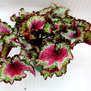 Jurassic Jr.™ Rex Begonia 'Berry Swirl'