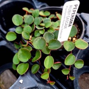 Peperomia 'Ruby Cascade'