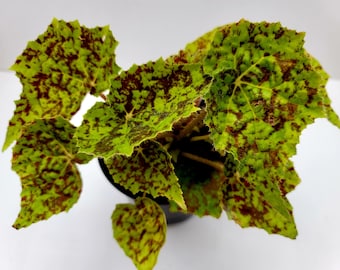 Marmaduke Rhizomatous Begonia