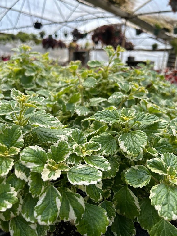 saatgut blumen kaufen Saatgut-Set Sonnenblumen online Gartenpflanze kaufen