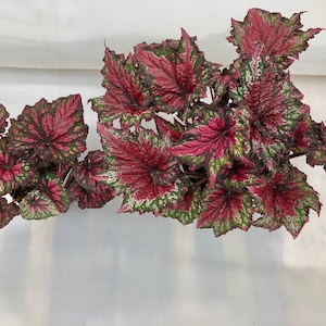 Rex Begonia 'Festive Red & Green' image 6