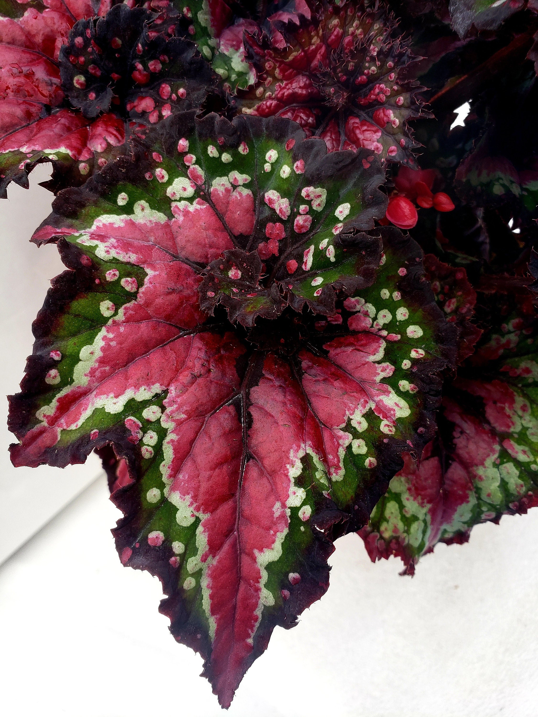 Rex Begonia 'Curly Chocolate Covered Strawberry' - BFF Exclus…