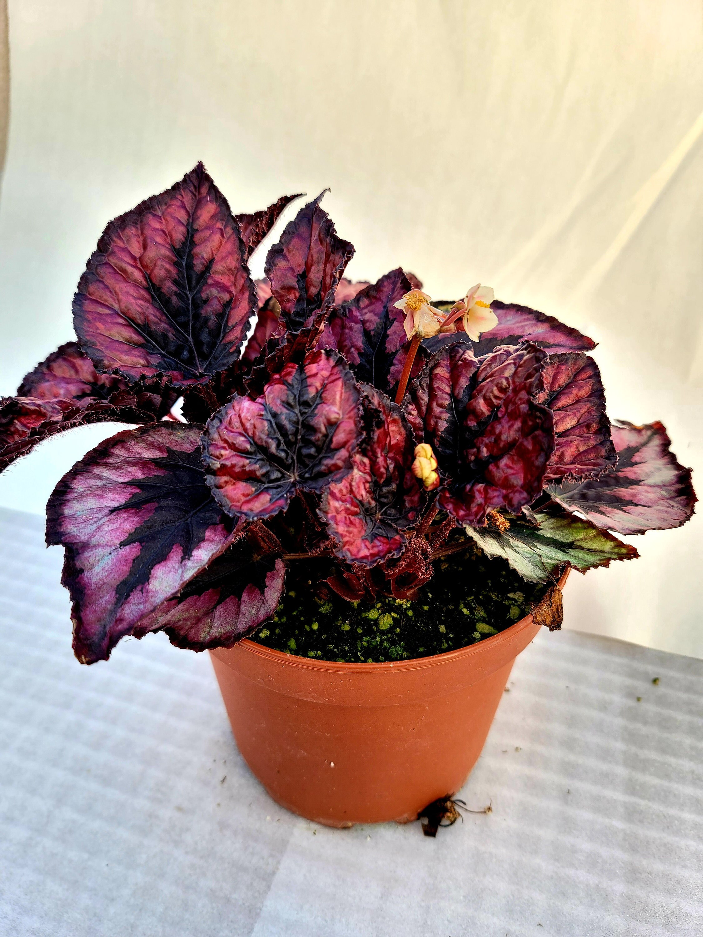 Jurassic™ Dino Rex Begonia ‘black Tie’ - Etsy