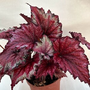 Rex Begonia 'Candy Apple' BFF EXCLUSIVE image 5