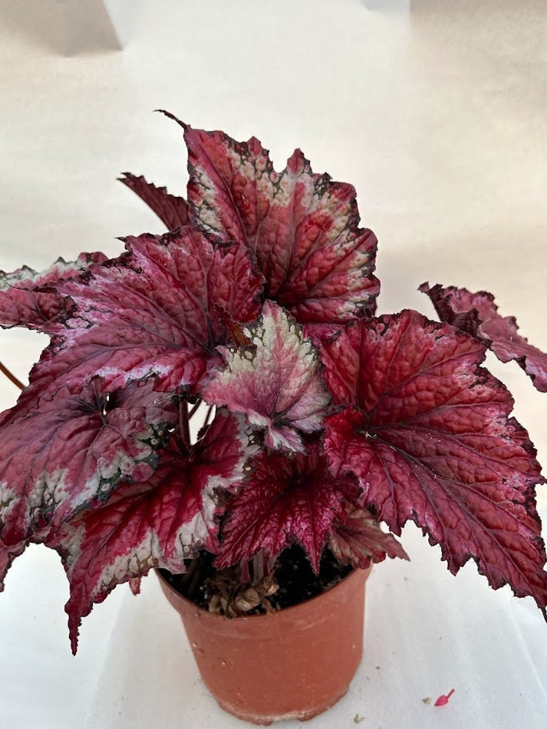 Rex Begonia 'Candy Apple' BFF EXCLUSIVE image 5