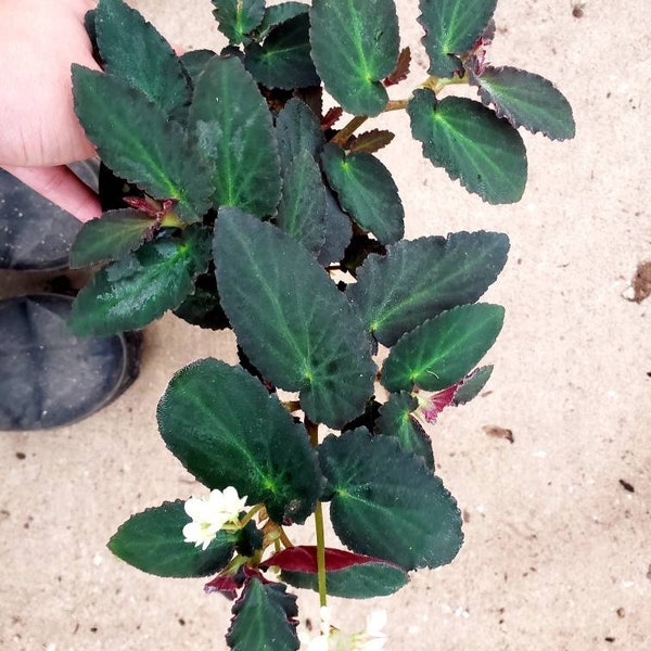 Angelwing Begonia 'Brazilian Lady'