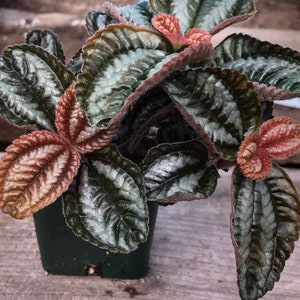 Pilea Involucrata 'Friendship Plant'