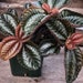 see more listings in the Houseplants section