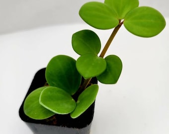 Peperomia 'Hope'