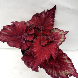 Rex Begonia 'Festive Red Classic'