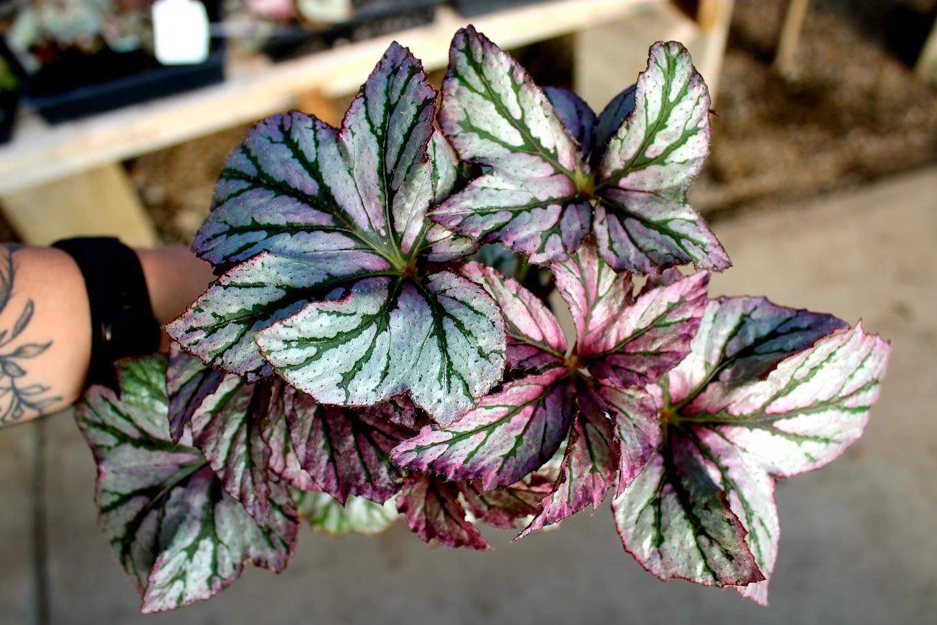 Begonia 'Benitochiba'
