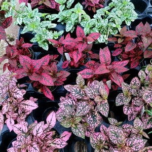 Hypoestes 'Polka Dot Plant'