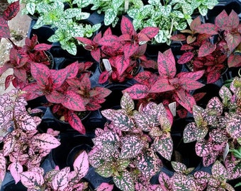 Hypoestes 'Polka Dot Plant'