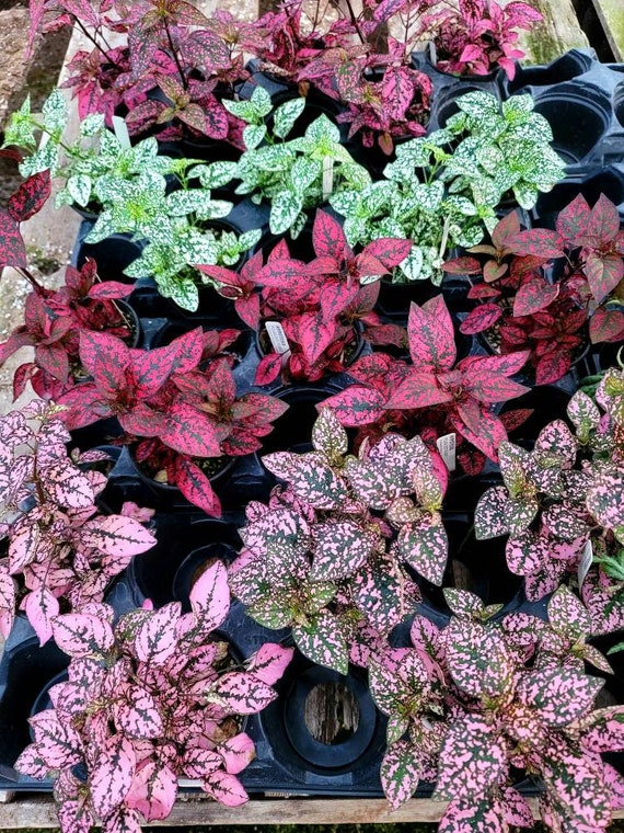 polka dot plant care outdoors